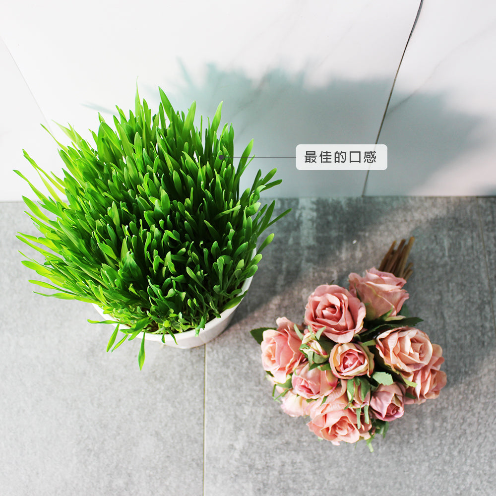 貓草 | 大麥草 | 純天然栽培 | 沒有使用肥料與農藥 | 陽光植物