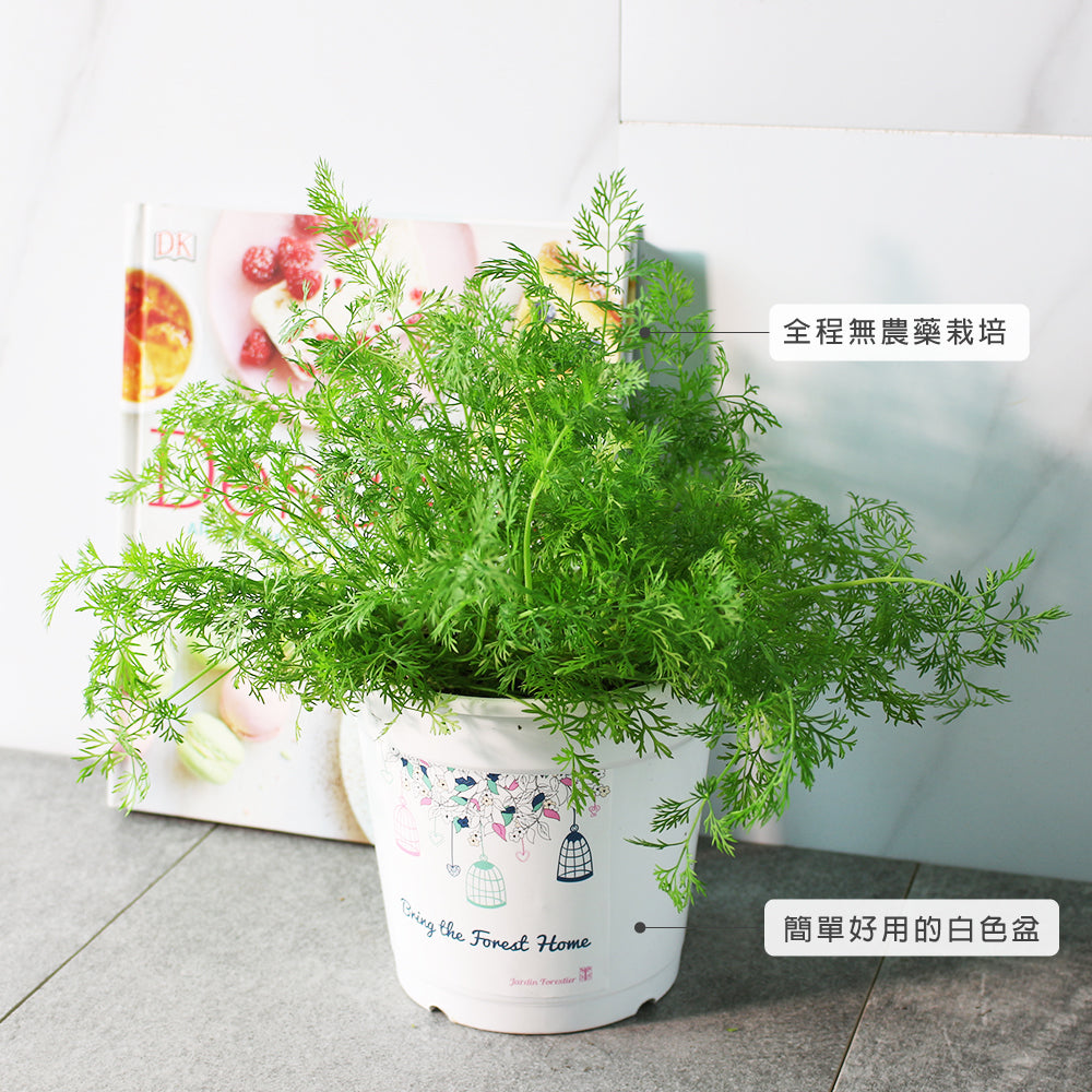 蒔蘿 | 煙燻鮭魚、羅宋湯 | 茴香仔 | 陽光植物