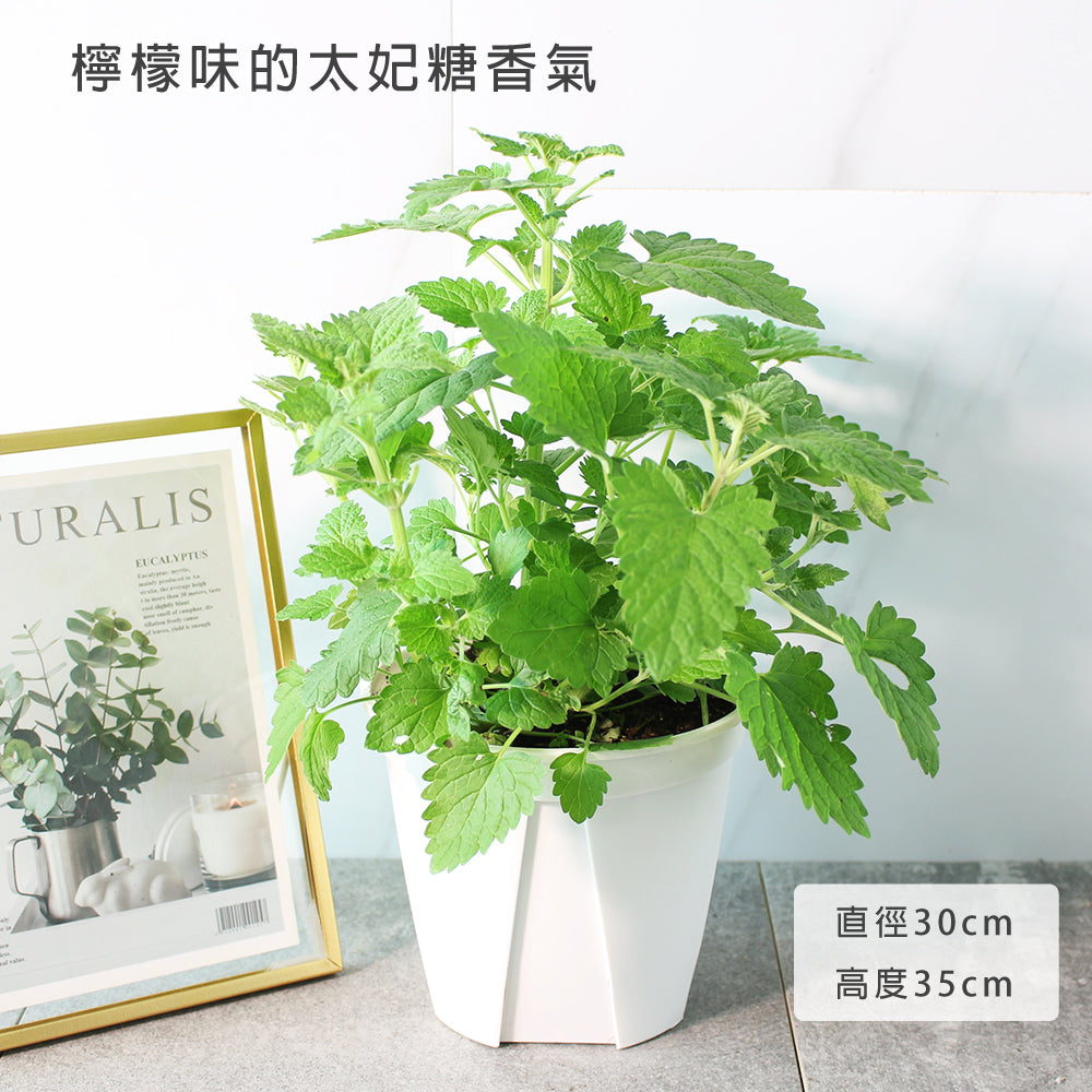 檸檬貓薄荷 | 帶點檸檬味｜貓荊芥｜貓咪最愛｜花和葉都可泡茶｜陽光植物