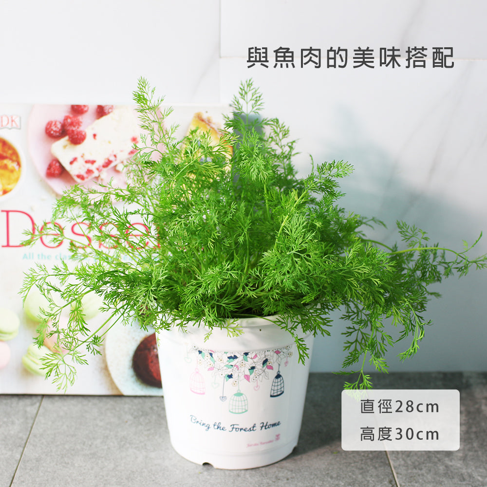 蒔蘿 | 煙燻鮭魚、羅宋湯 | 茴香仔 | 陽光植物