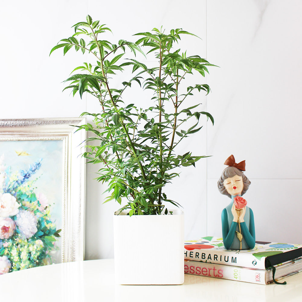 芳香萬壽菊｜百香果香氣｜花和葉都可泡茶 | 墨西哥萬壽菊｜食用花｜陽光植物
