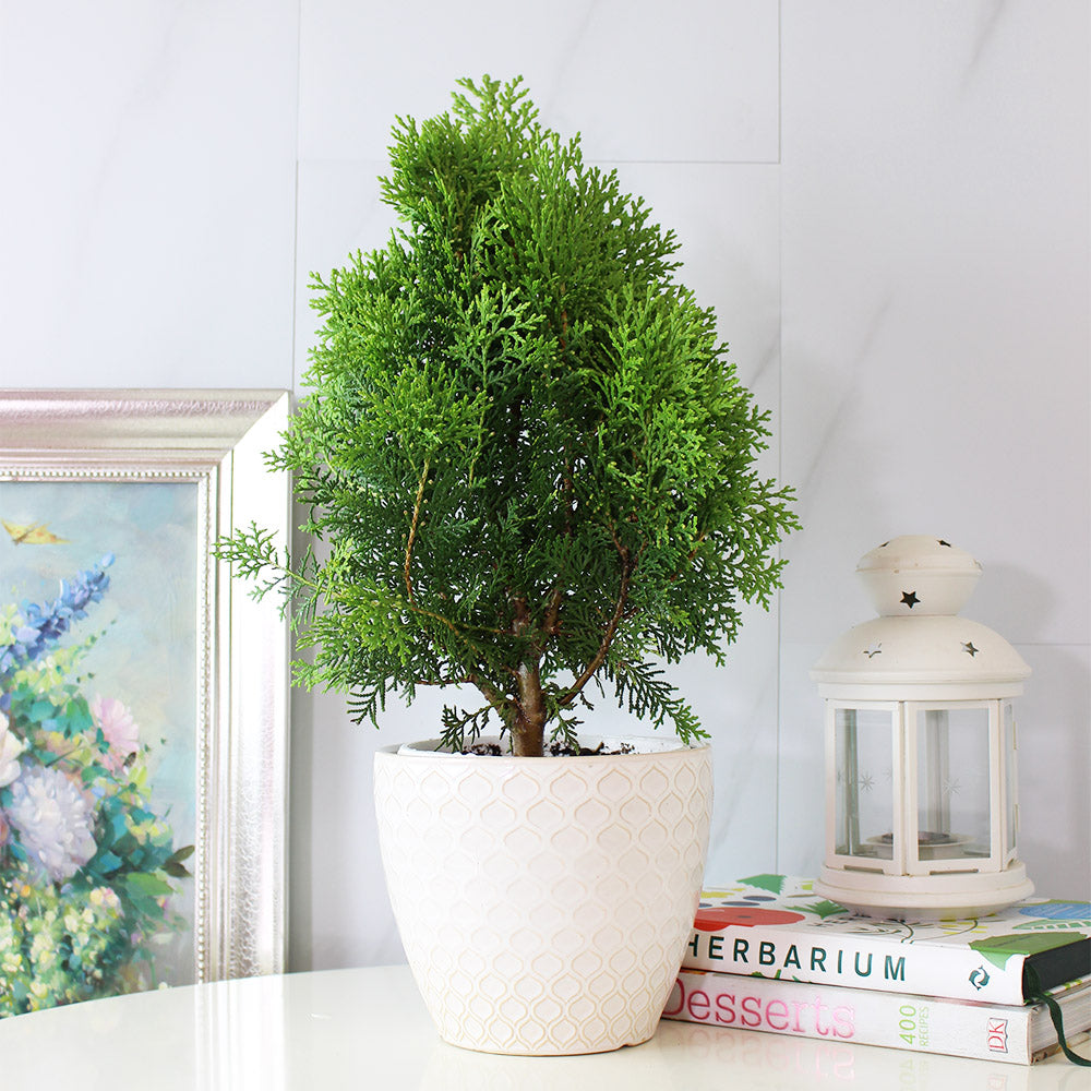 黃金扁柏 | 柏樹的香氣 | 陽光植物