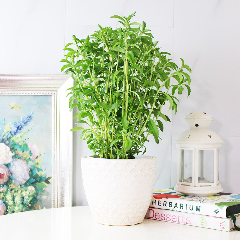 甜菊 | 天然代糖 | 健康甜味 | 陽光植物