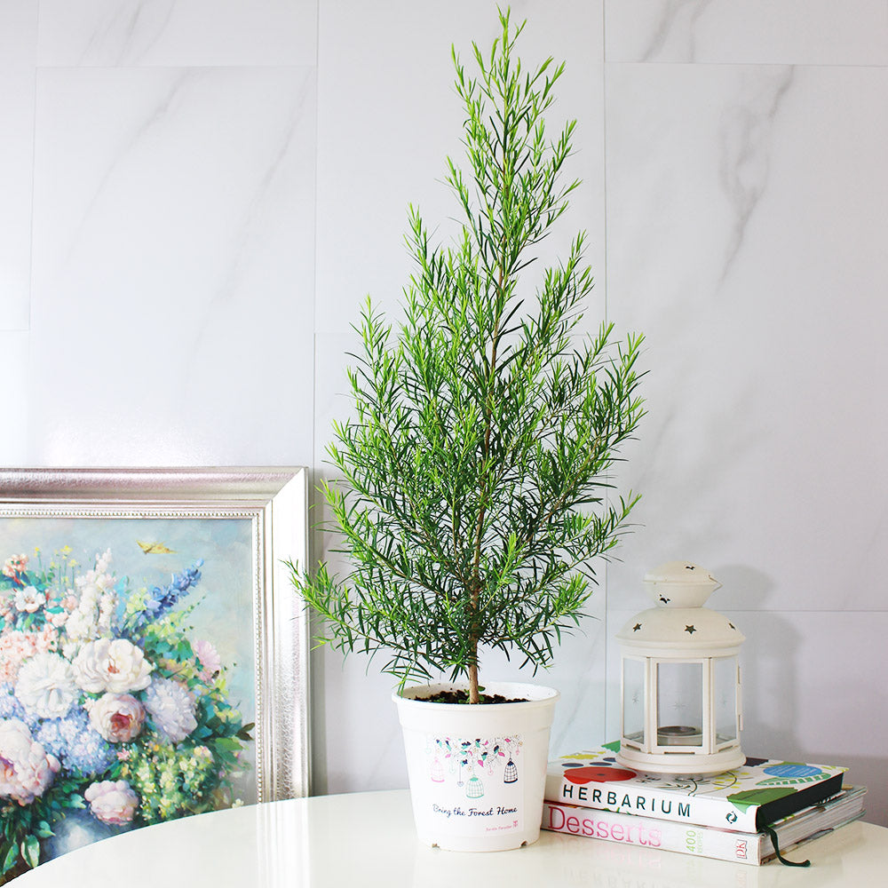 澳洲茶樹 | 天然沙威隆的味道 | 西方抹草 | 用手搓葉片就有香氣｜陽光植物