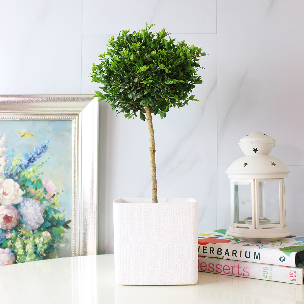 七里香盆栽｜陽光植物