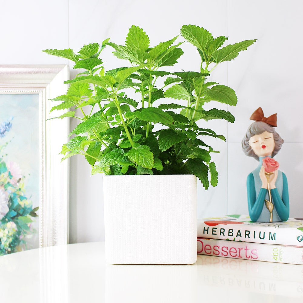 檸檬香蜂草 | 新居落成的絕佳禮物 | 心靈舒緩 | 檸檬香脂 | 陽光植物