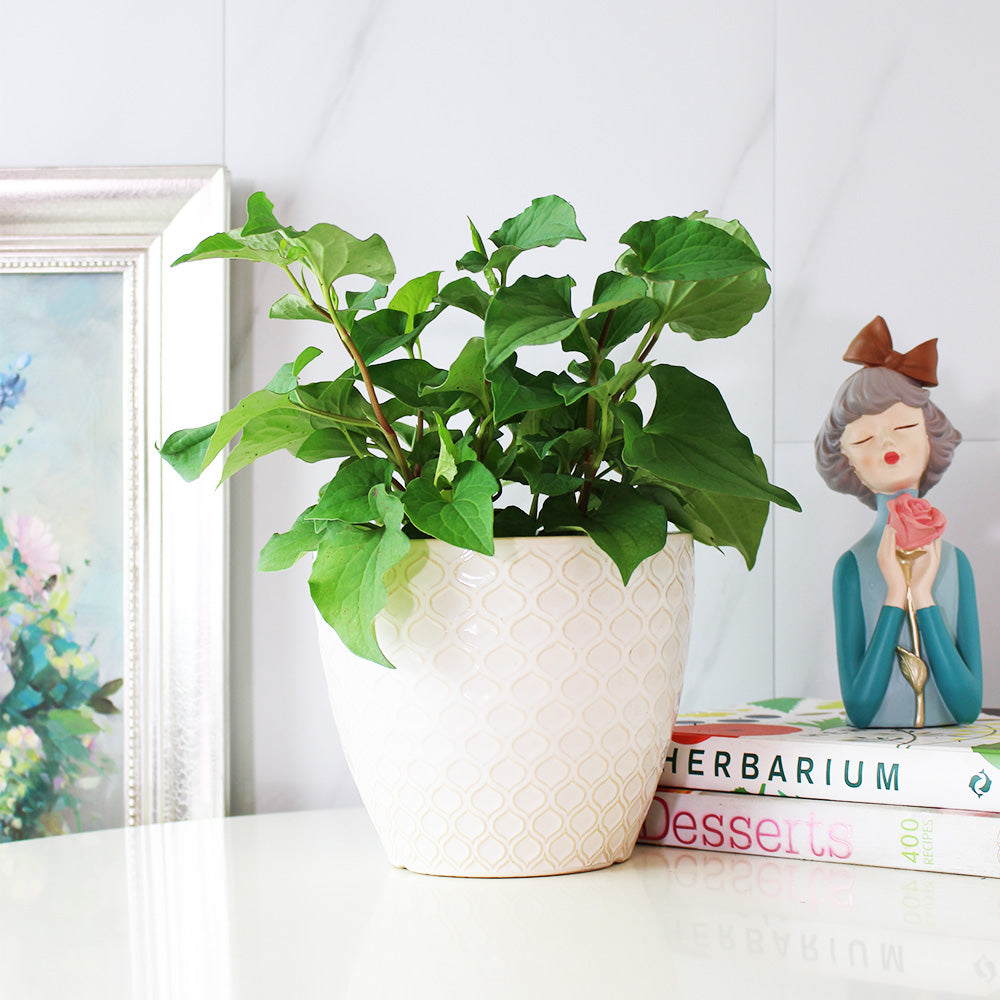 魚腥草 | 折耳根 | 搭配雞湯 | 陽光植物