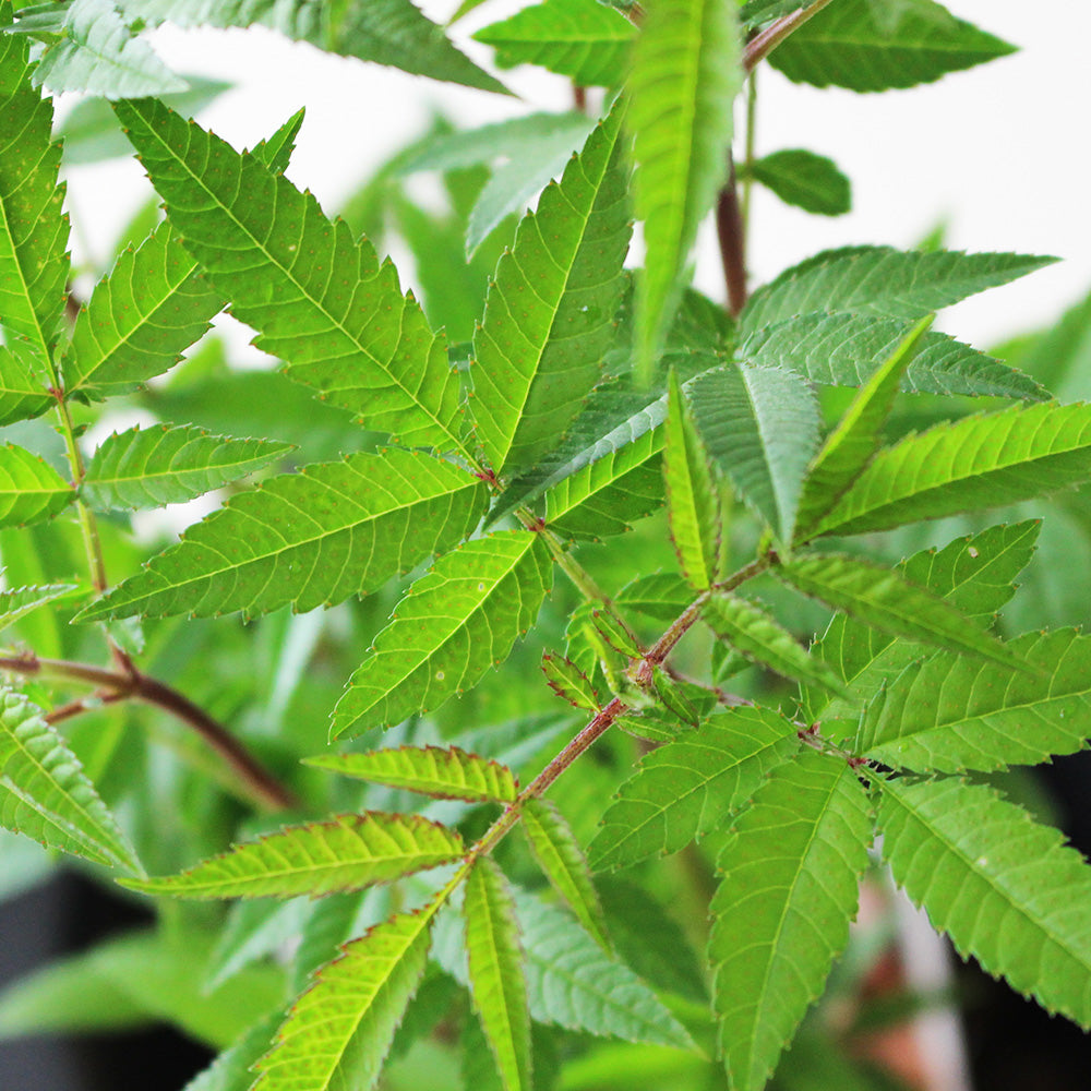 芳香萬壽菊｜百香果香氣｜花和葉都可泡茶 | 墨西哥萬壽菊｜食用花｜陽光植物