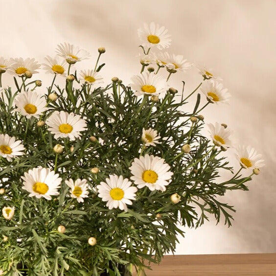 瑪格麗特｜小巧可愛的花朵｜陽光植物｜去除阿摩尼亞的味道