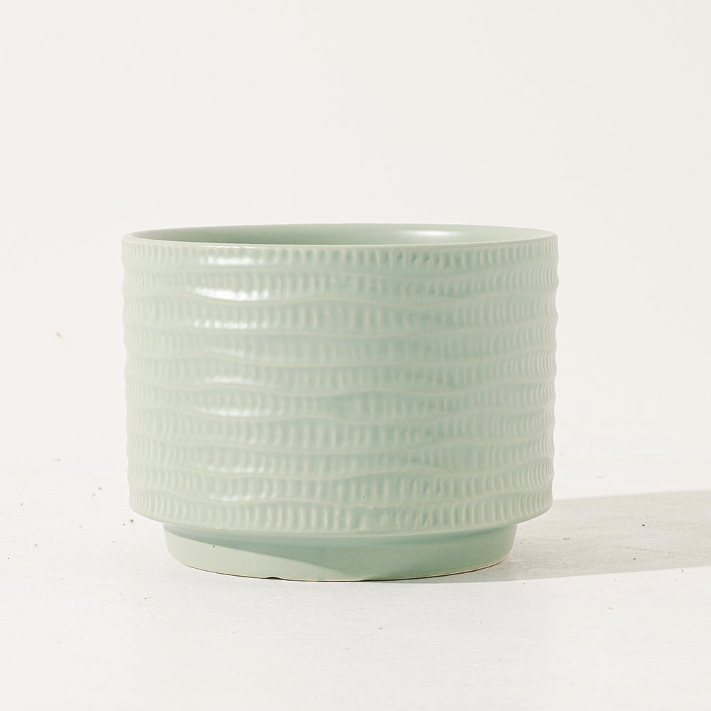 白冰秋海棠 | 白色冰滴的斑點 | 藝術家創造的品種 | 室內植物