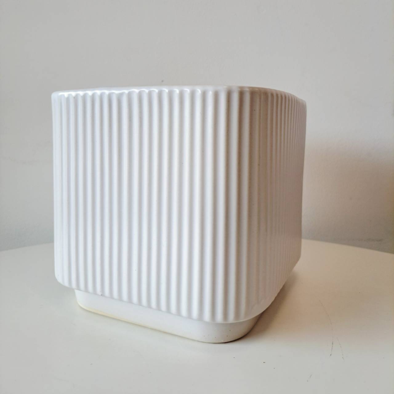 鳥尾花 | 花朵形似鳥尾 | 色彩鮮豔 | 陽光植物