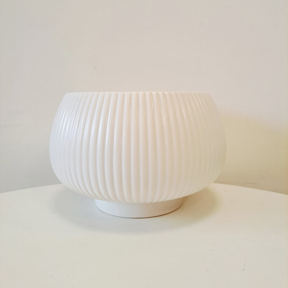 鳥尾花 | 花朵形似鳥尾 | 色彩鮮豔 | 陽光植物