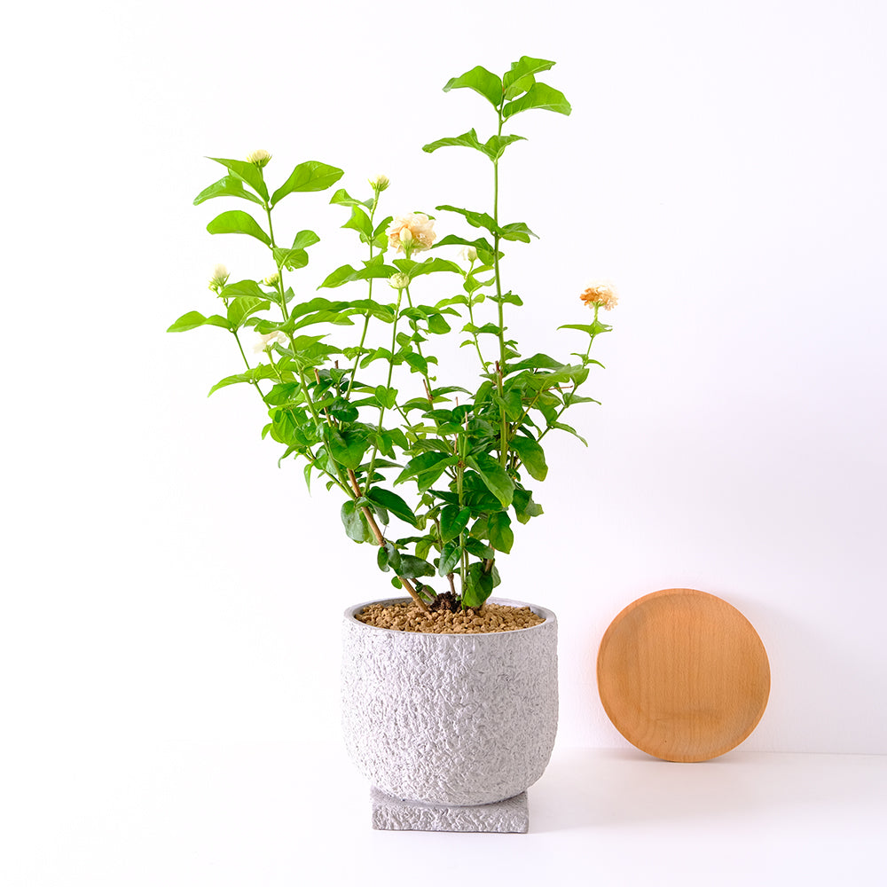 虎頭茉莉｜重瓣茉莉｜ | 鸚鵡、烏龜、兔子、老鼠可食用 | 貓咪、狗狗安全 | 食用花 | 花是茉莉中最大的 ｜濃香｜陽光植物