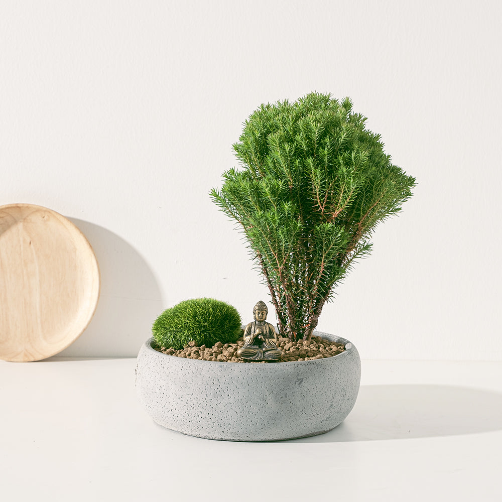 禪風小花園| 日本黑雲柏| 純黃銅佛祖| 陽光植物– 森林有塊田