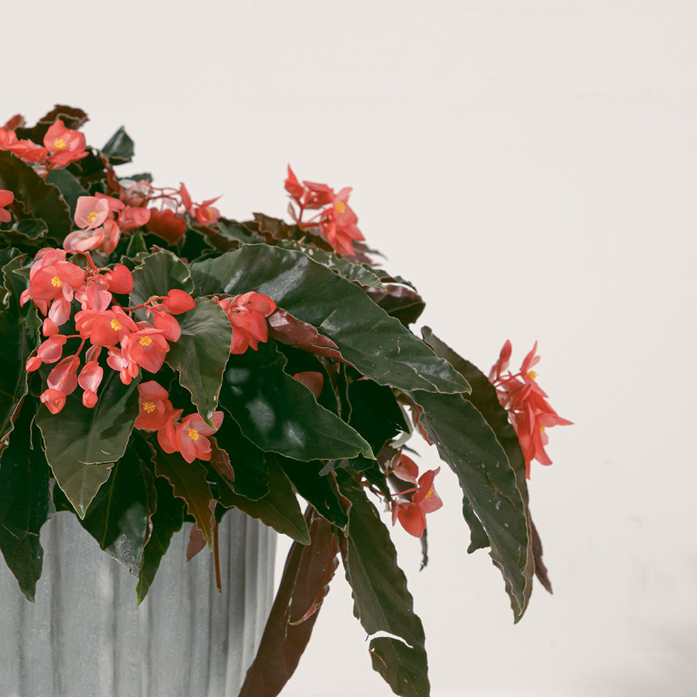 法國海棠 | 春、夏為盛花期 | 火炬秋海棠 | 亮紅色的花朵 | 室內植物