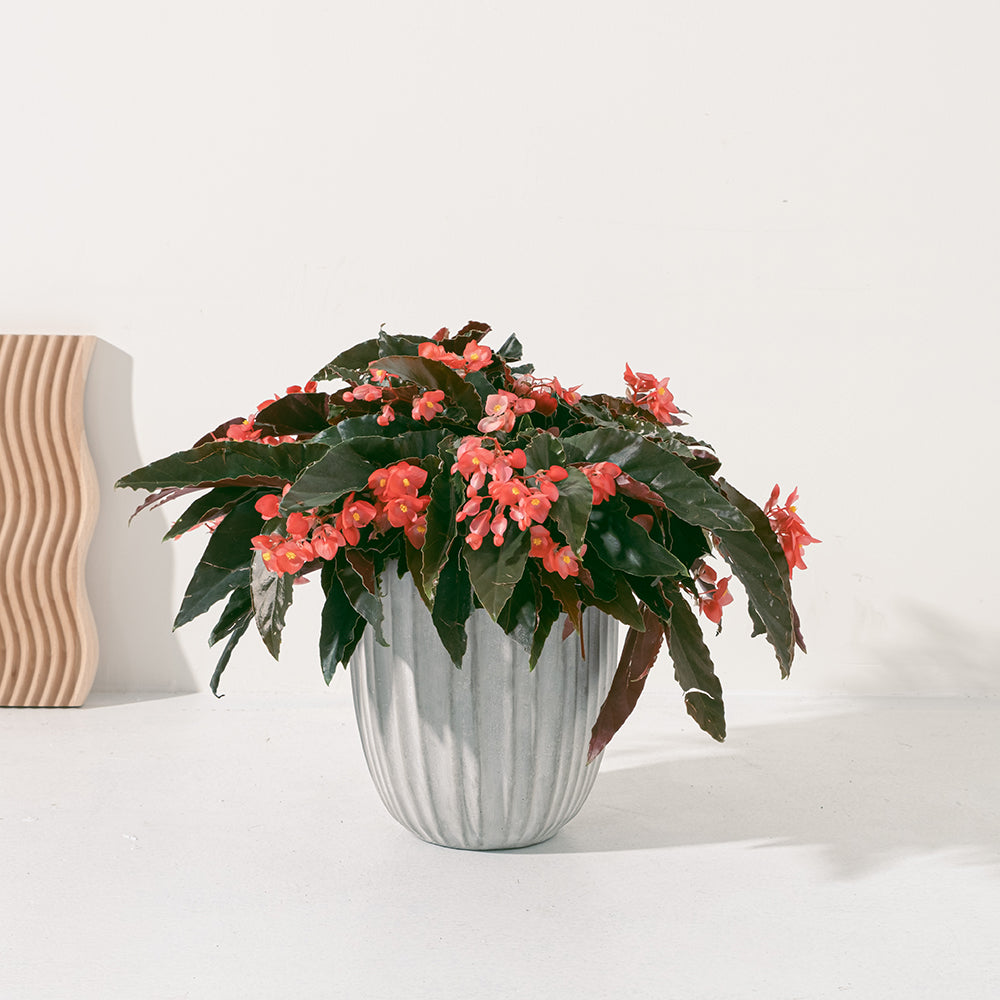 法國海棠 | 春、夏為盛花期 | 火炬秋海棠 | 亮紅色的花朵 | 室內植物