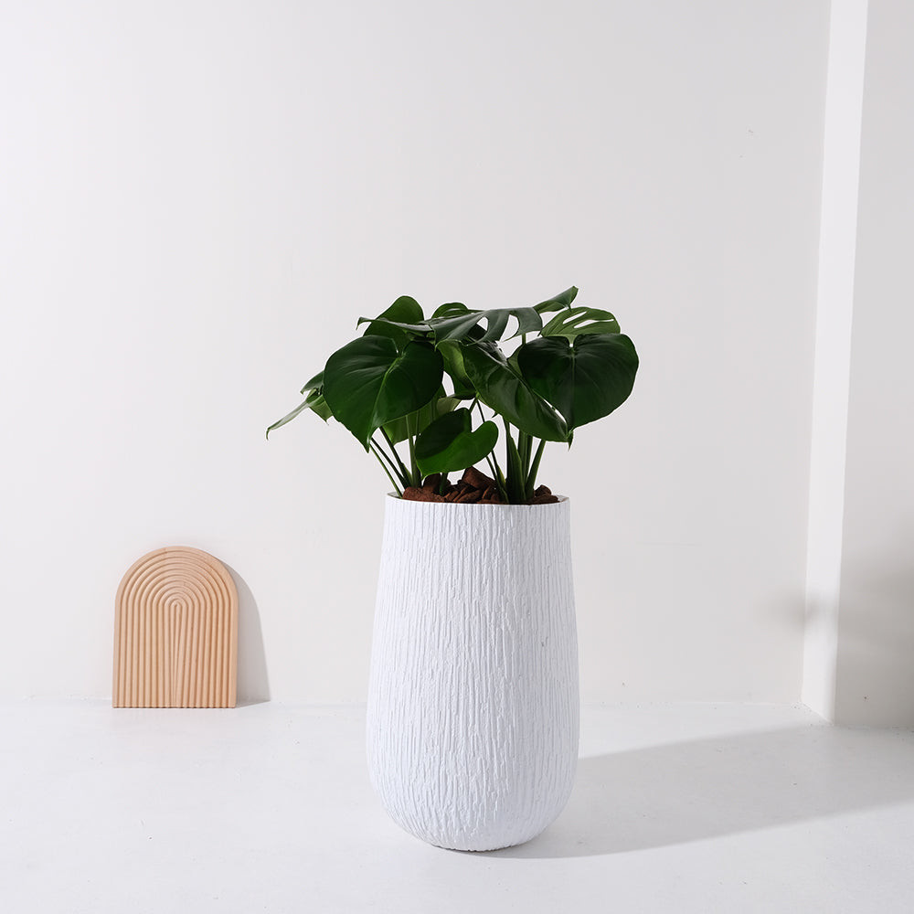 龜背芋 | 北歐風植栽 | 淨化空氣 | 招財長壽 | 室內耐陰植物 | 居家綠化