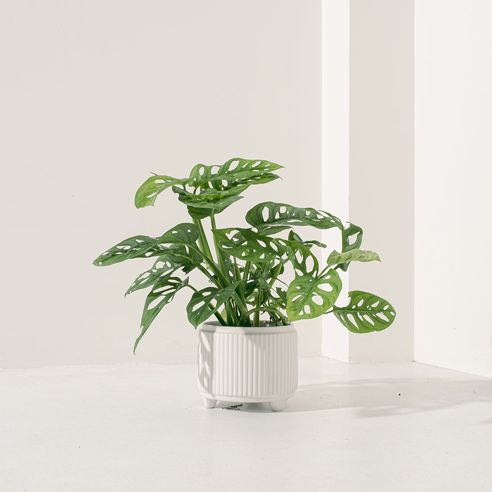 窗孔龜背芋 | 洞洞龜背芋 | 洞洞蔓綠絨 | 室內植物
