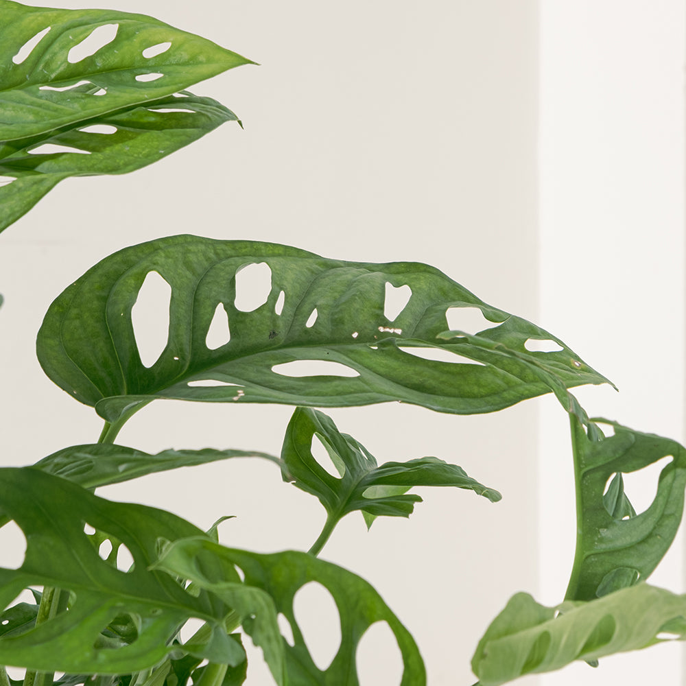窗孔龜背芋 | 洞洞龜背芋 | 洞洞蔓綠絨 | 室內植物