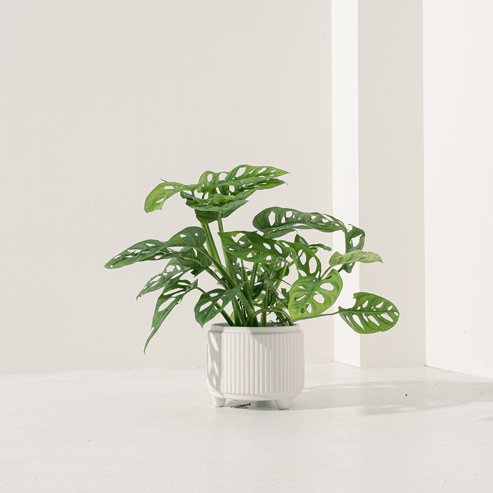 窗孔龜背芋 | 洞洞龜背芋 | 洞洞蔓綠絨 | 室內植物