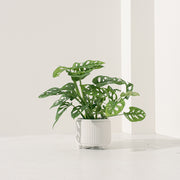 窗孔龜背芋 | 洞洞龜背芋 | 洞洞蔓綠絨 | 室內植物