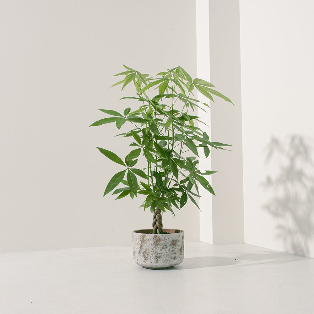 馬拉巴栗盆栽 | 招財化煞，新手入門首選 | 森林有塊田