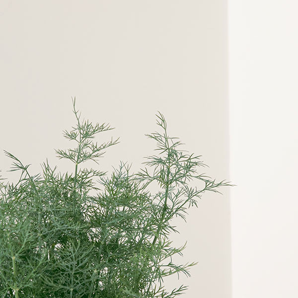 蒔蘿 | 煙燻鮭魚、羅宋湯 | 茴香仔 | 陽光植物