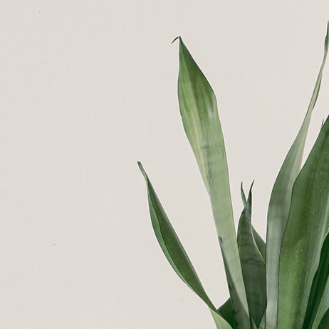 銀后虎尾蘭 | 兼具美麗與好照顧的特性 | 白玉虎尾蘭 | 室內植物