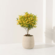 灑金變葉木 | 熱情色彩，金色點綴 | 積極向上與熱情的能量 | 陽光植物