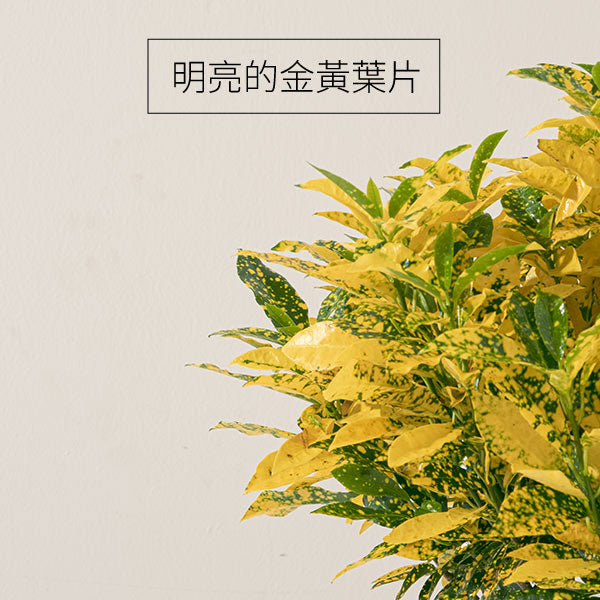 灑金變葉木 | 熱情色彩，金色點綴 | 積極向上與熱情的能量 | 陽光植物