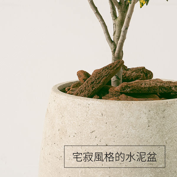 灑金變葉木 | 熱情色彩，金色點綴 | 積極向上與熱情的能量 | 陽光植物