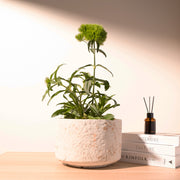 綠石竹 | 綠毛球 | 療癒系盆栽 | 圓滿風水 | 陽光植物