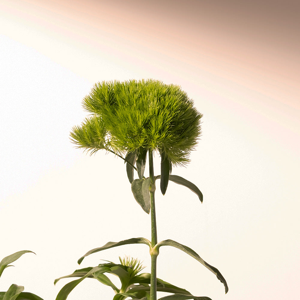 綠石竹 | 綠毛球 | 療癒系盆栽 | 圓滿風水 | 陽光植物