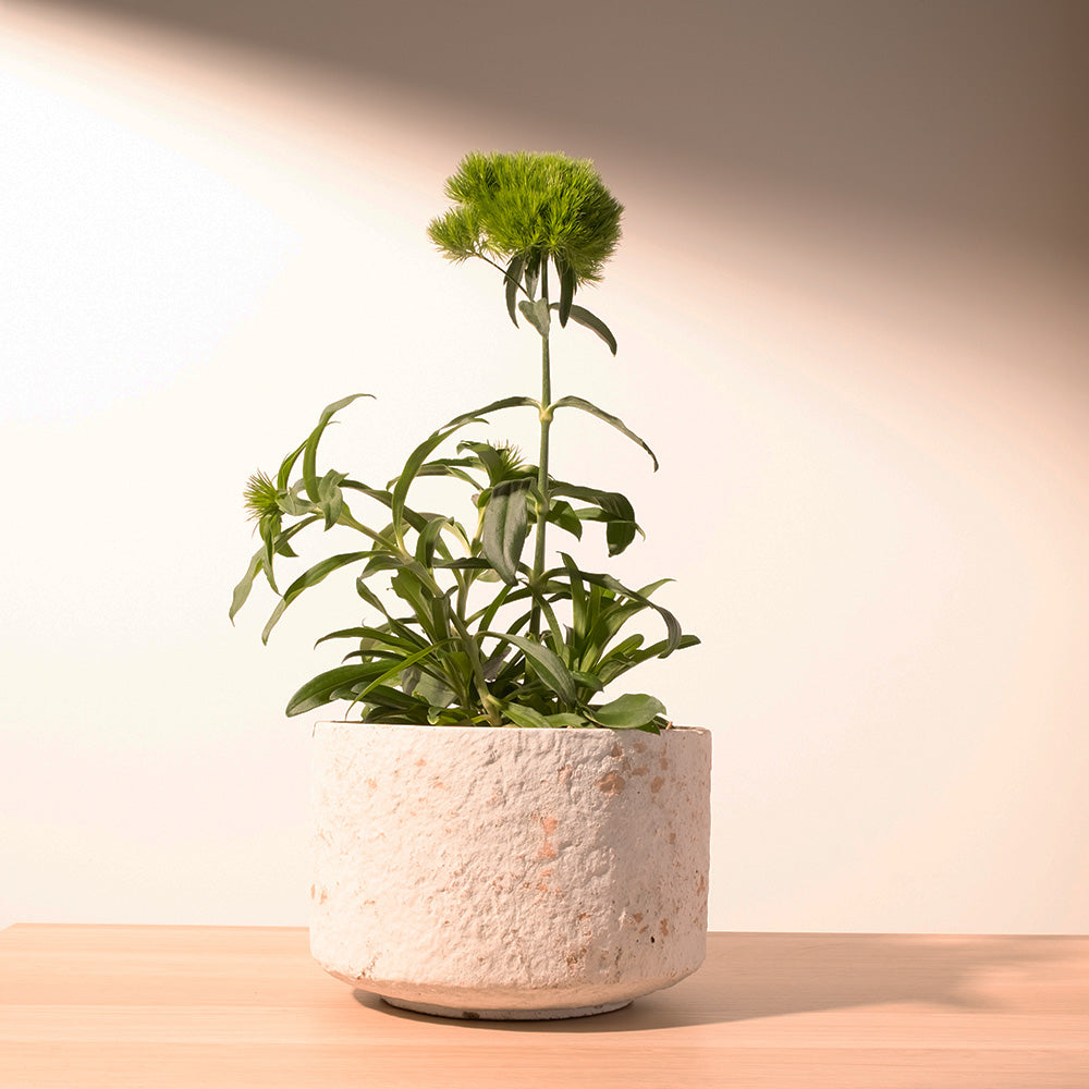 綠石竹 | 綠毛球 | 療癒系盆栽 | 圓滿風水 | 陽光植物