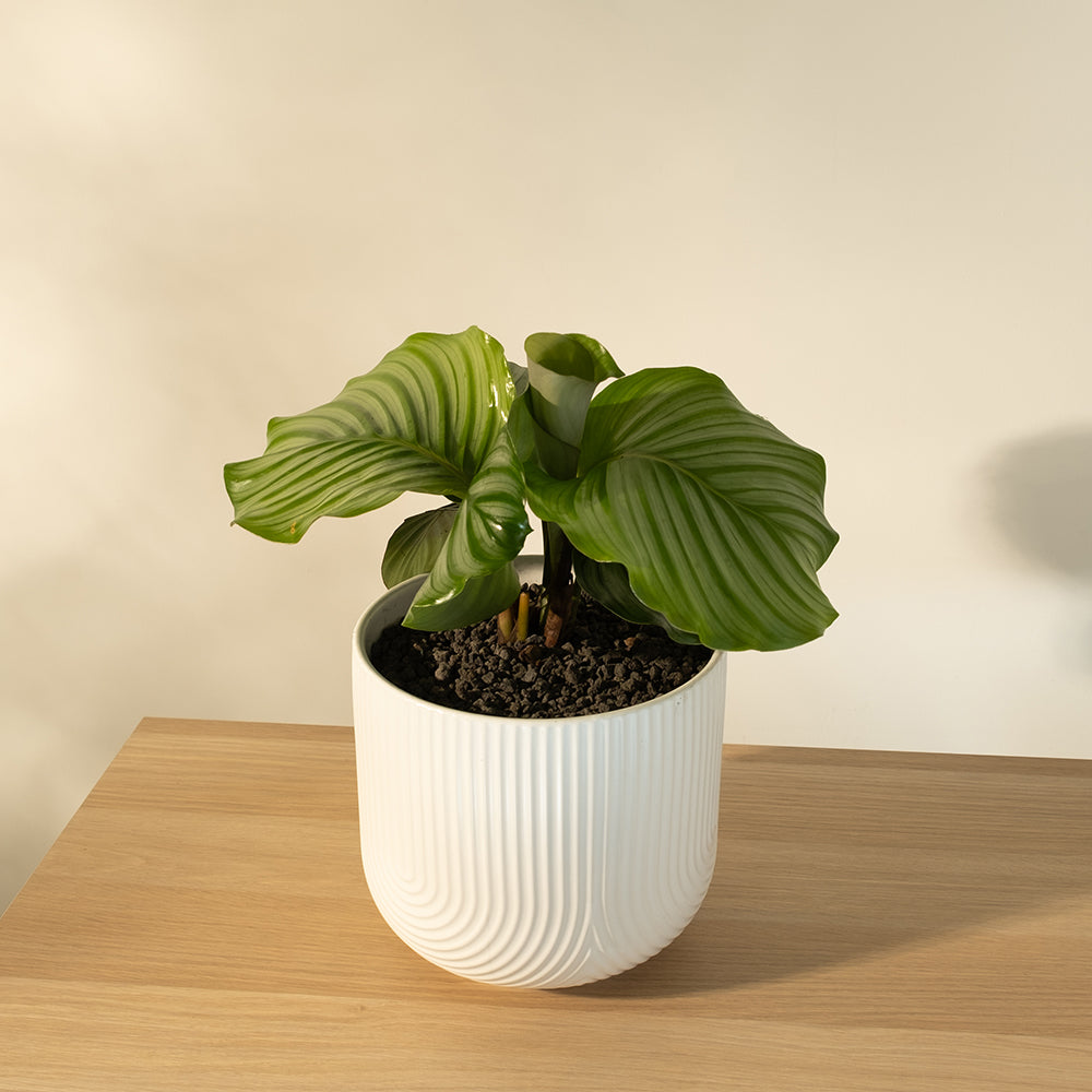 青蘋果竹芋 | 室內植物 | 雨林植物 | 貓狗安全 | 寵物安全