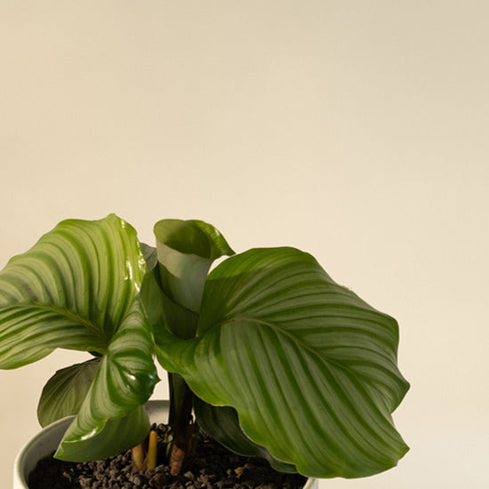 青蘋果竹芋 | 室內植物 | 雨林植物 | 貓狗安全 | 寵物安全