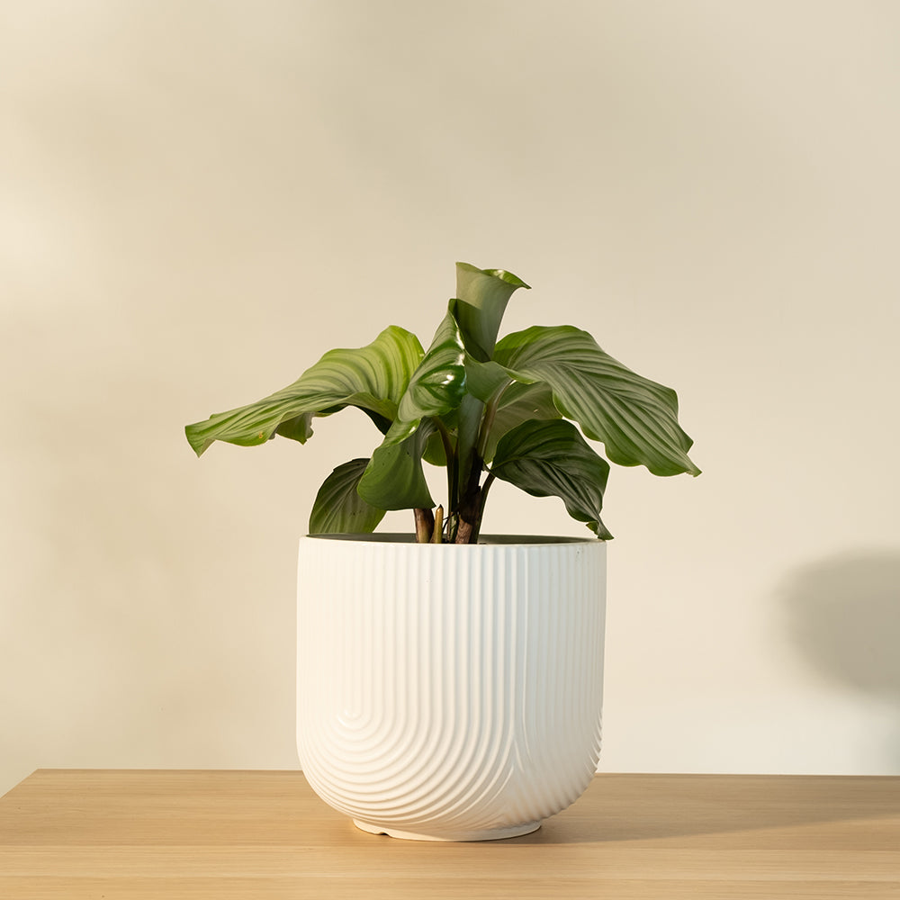 青蘋果竹芋 | 室內植物 | 雨林植物 | 貓狗安全 | 寵物安全