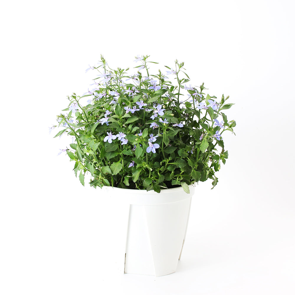 六倍利 | 翠蝶花 | 開花量大 | 陽光植物