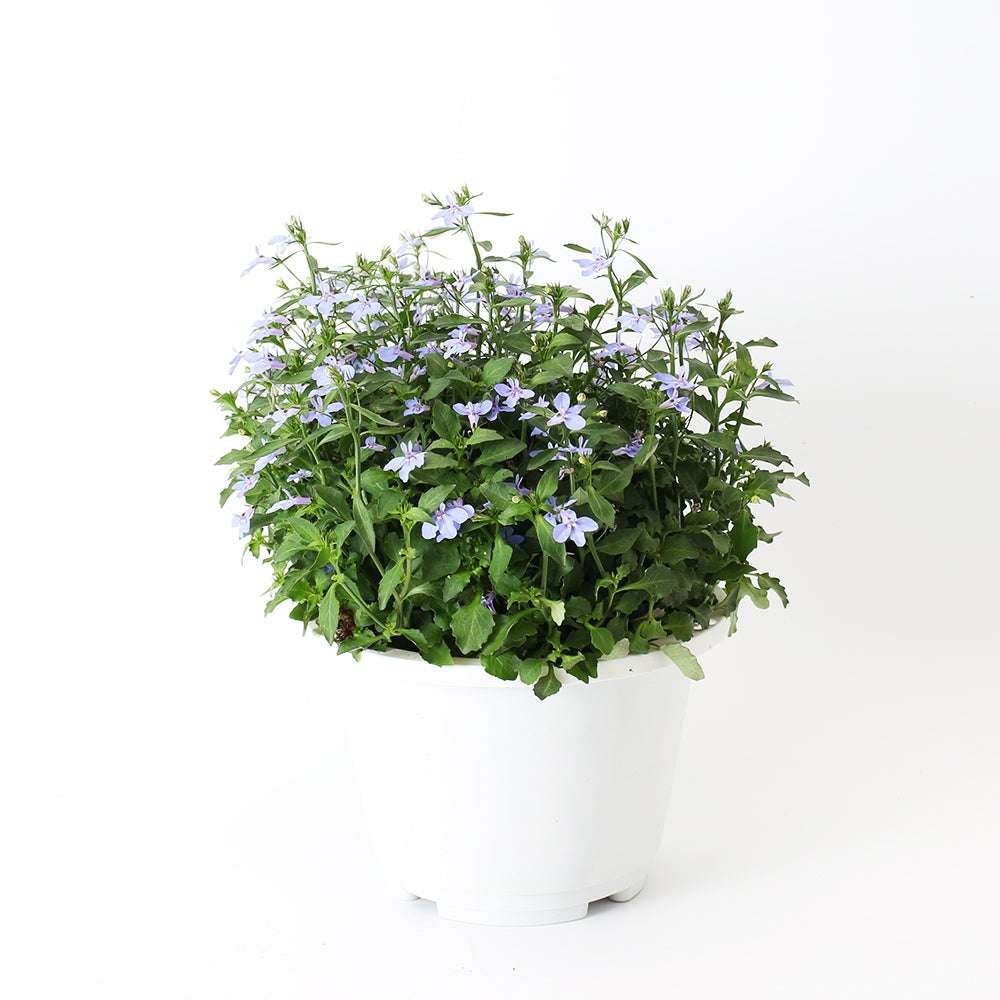 六倍利 | 翠蝶花 | 開花量大 | 陽光植物