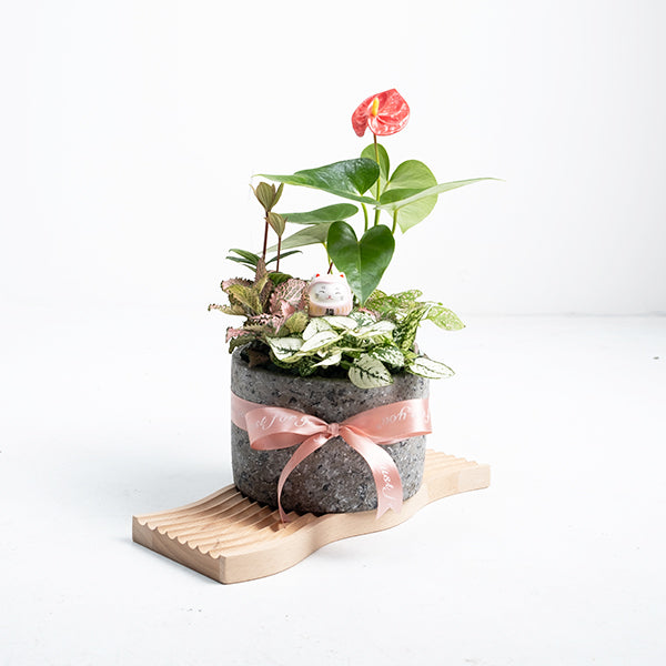 無敵幸福小花園 | 愛自己 | 可放室內 | 送禮、自用兩相宜 | 幸福植物 | 室內植物