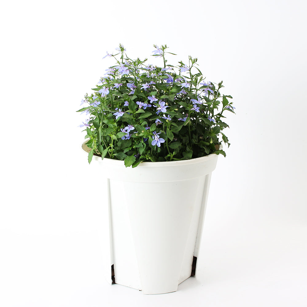 六倍利 | 翠蝶花 | 開花量大 | 陽光植物
