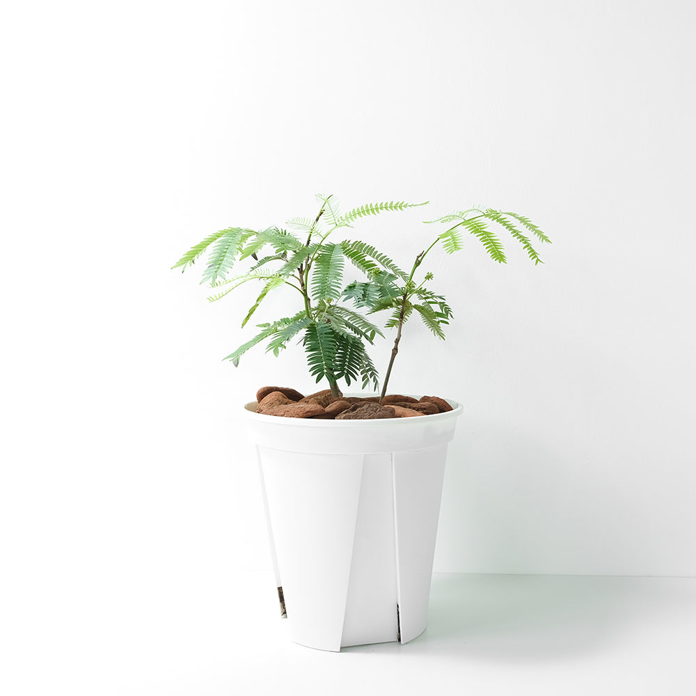 小豆樹 | 晚上葉片會閉合 | 陽光植物 | 觀葉植物