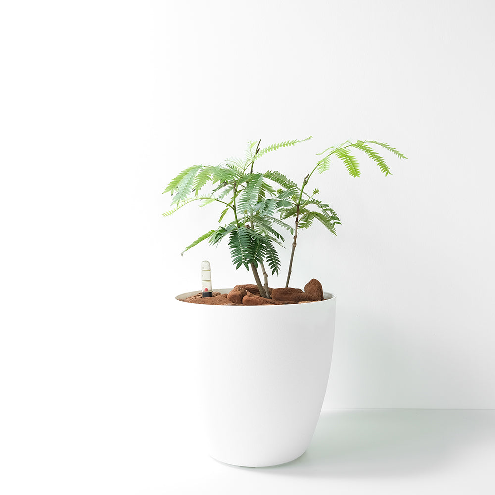 小豆樹 | 晚上葉片會閉合 | 陽光植物 | 觀葉植物