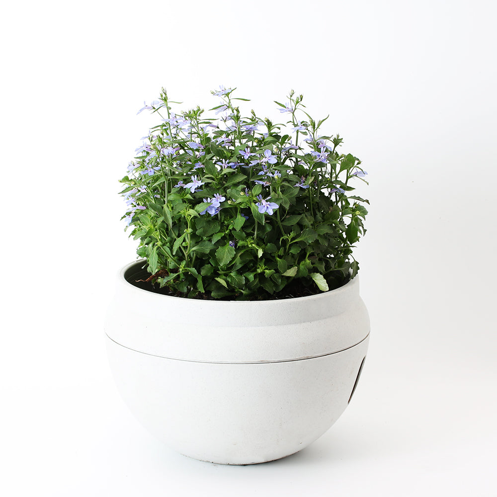 六倍利 | 翠蝶花 | 開花量大 | 陽光植物