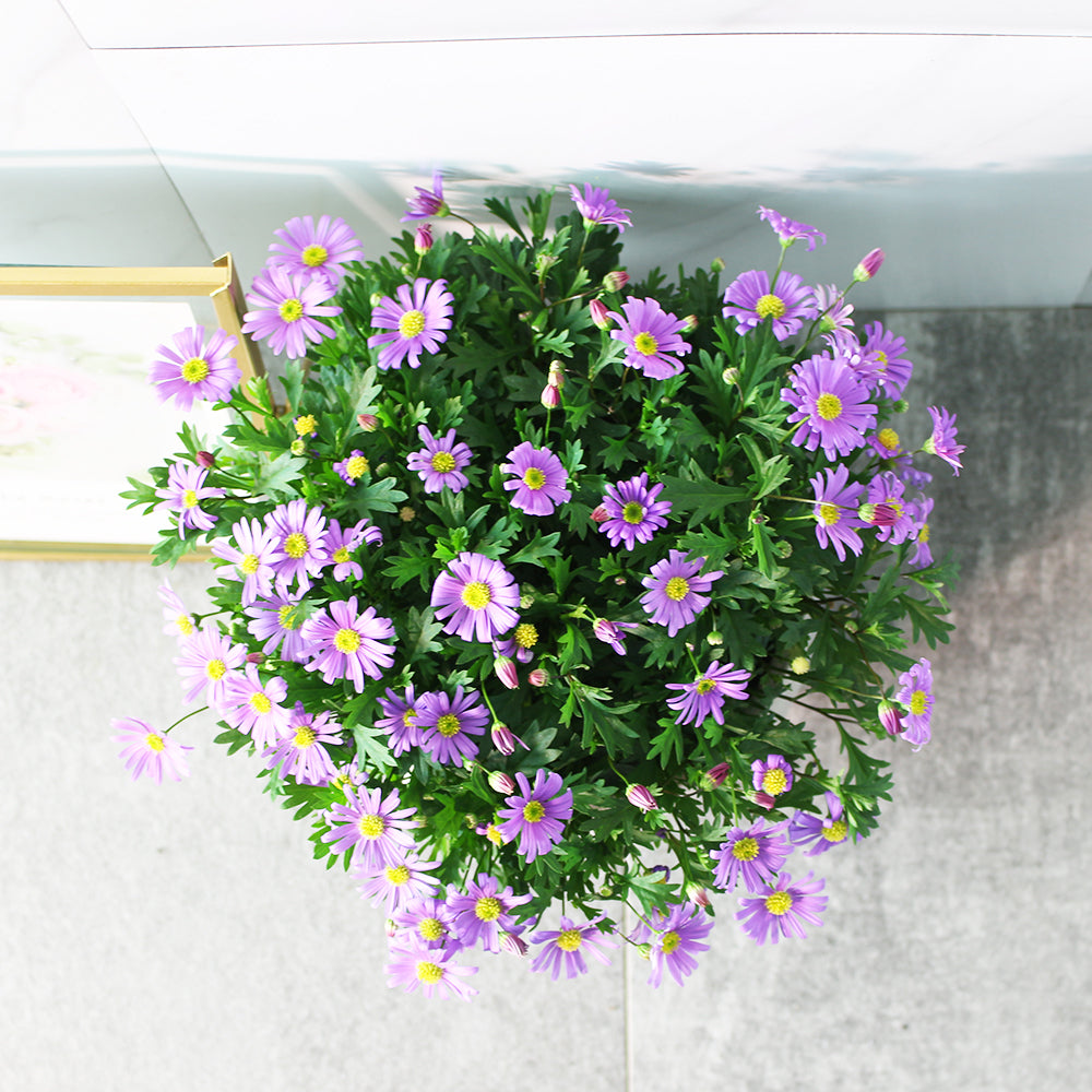 絲河菊 | 抗風、耐鹽 | 鵝河菊｜陽光植物