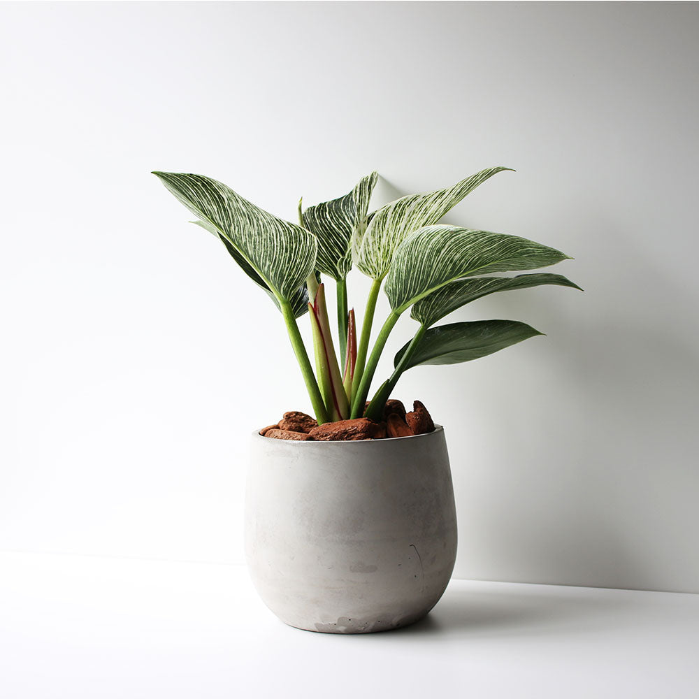 鉑金鑽蔓綠絨 | 鉑金蔓綠絨 | 室內植物
