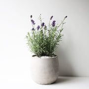 菲菲薰衣草 | 已有花苞 | 常開花且花期長 | 淨化空氣｜花色如照片｜食用花｜陽光植物