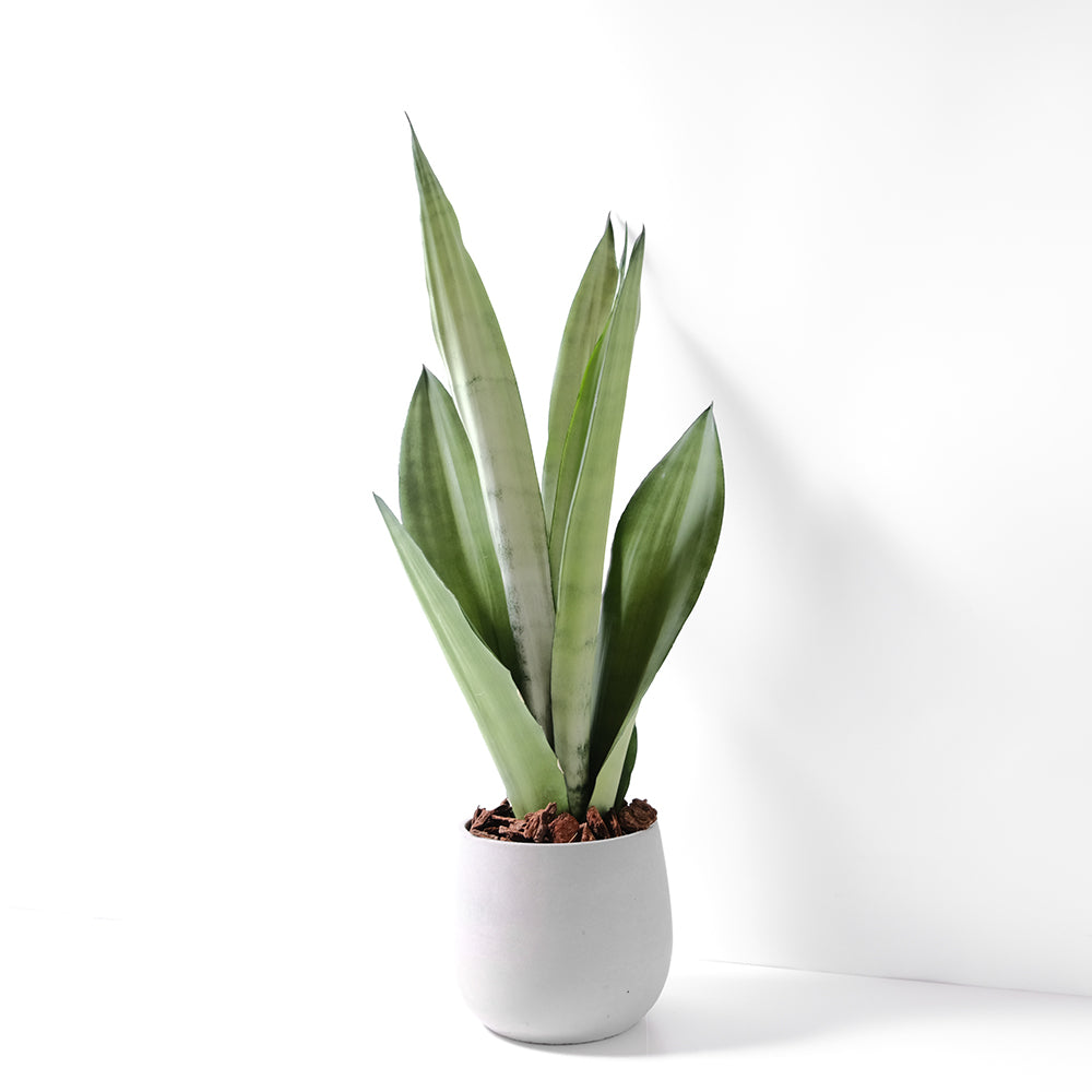 銀后虎尾蘭 | 兼具美麗與好照顧的特性 | 白玉虎尾蘭 | 室內植物