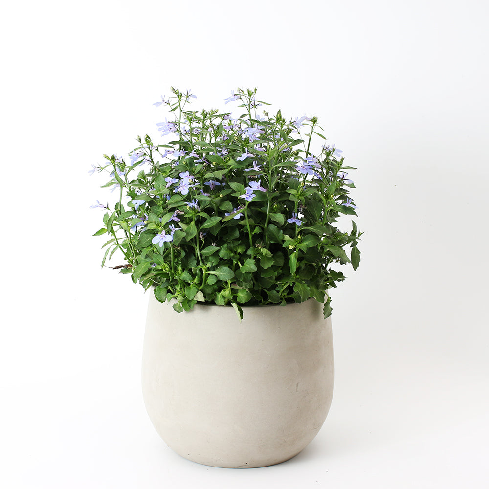 六倍利 | 翠蝶花 | 開花量大 | 陽光植物