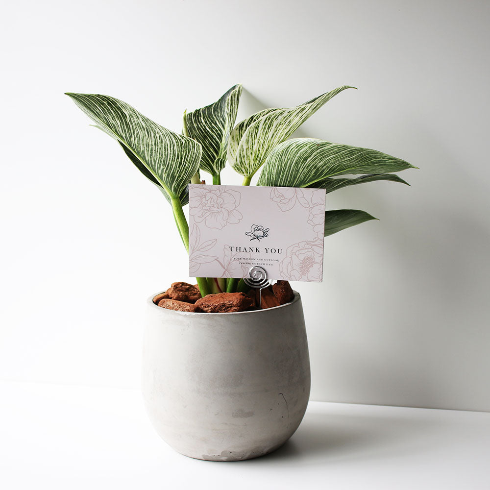 鉑金鑽蔓綠絨 | 鉑金蔓綠絨 | 室內植物